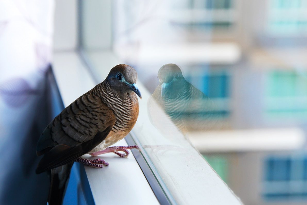 jacksonville window film bird strike protection